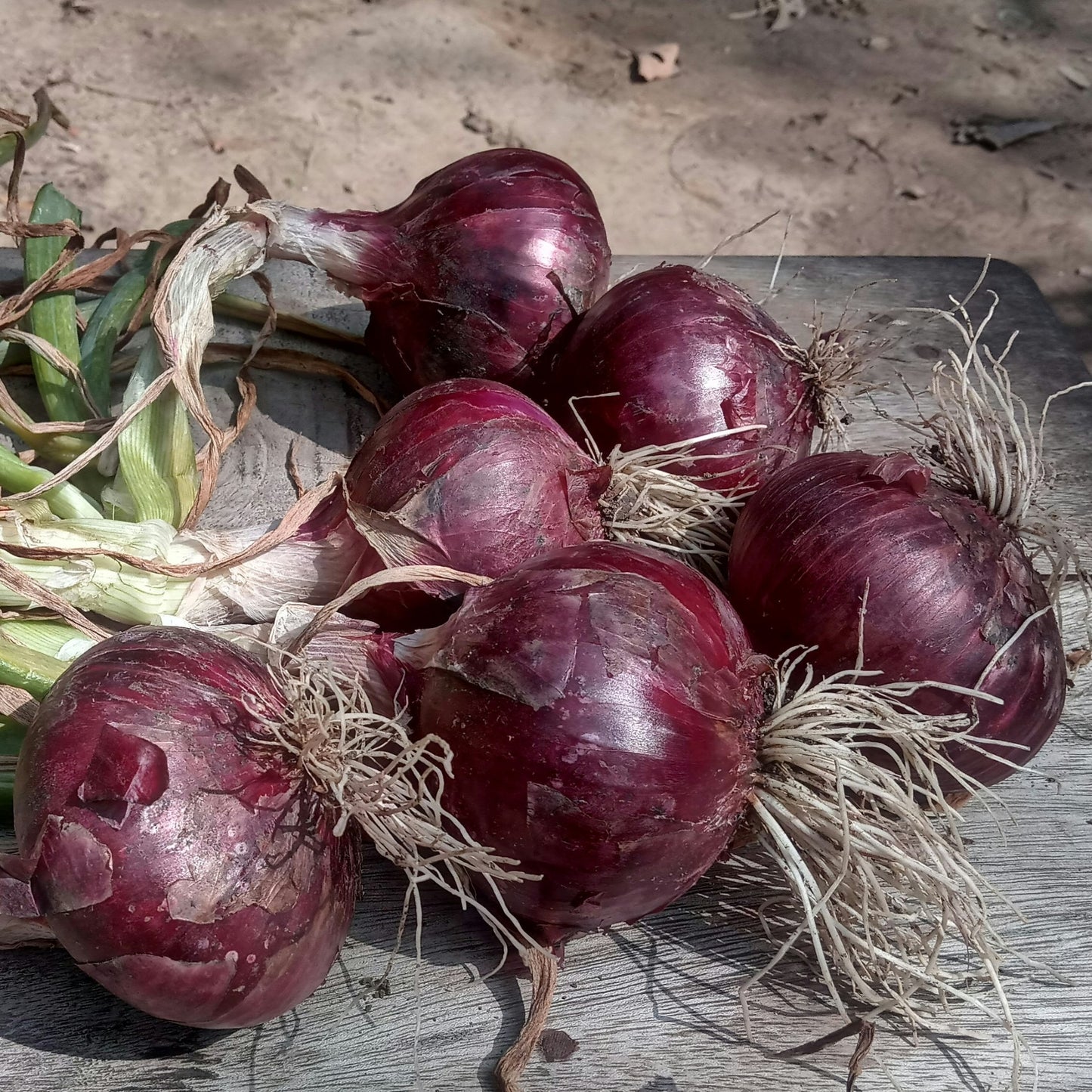 Red Creole Onion - 0.5 Gram