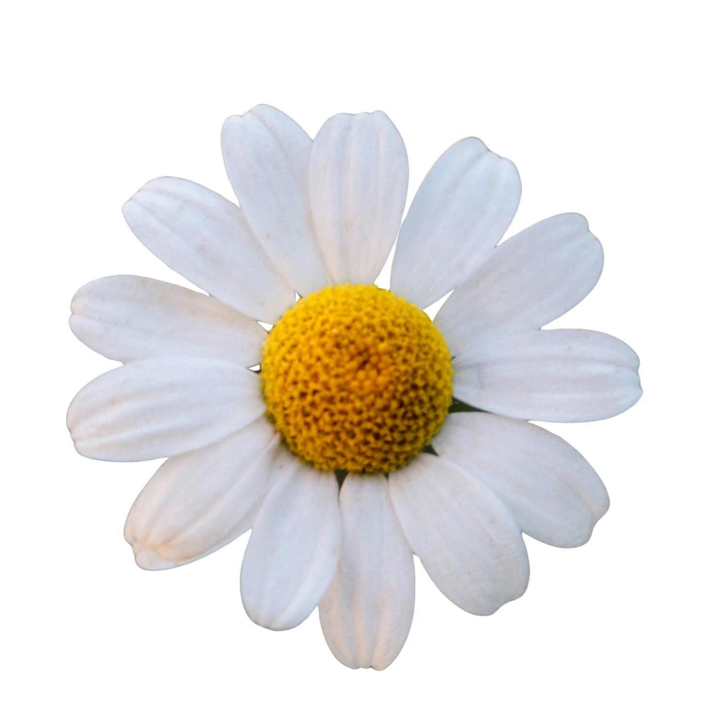 Roman Chamomile - 0.1 Gram