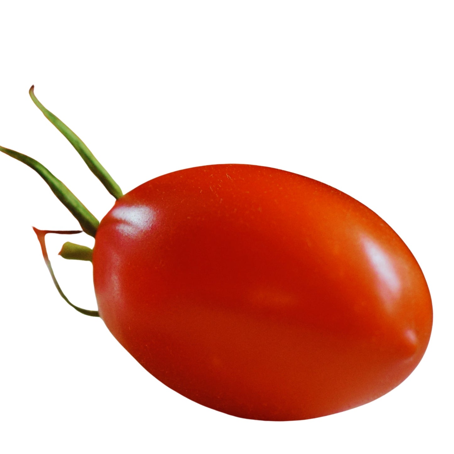 Roma VF Tomato - 10 Seeds