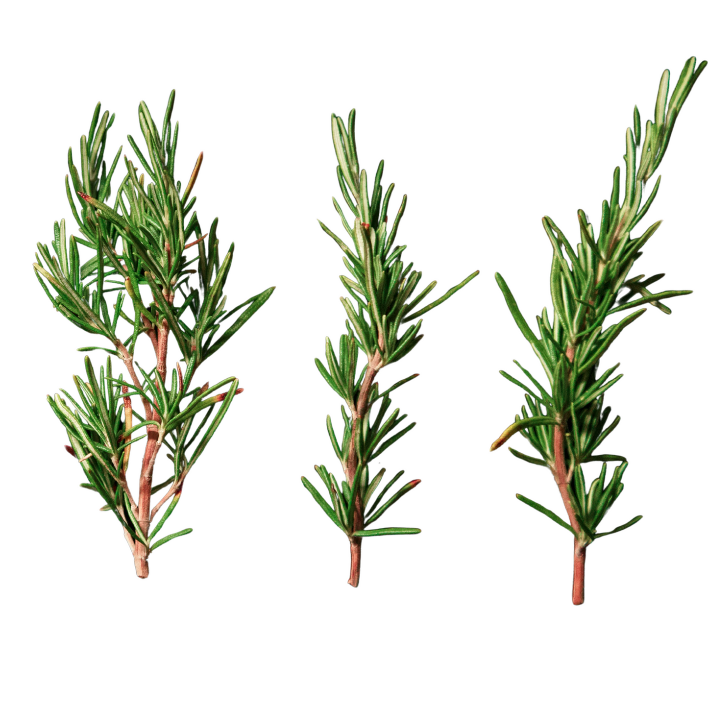Rosemary Simply Herbs - 3 Seed Pellets (10 - 15 Seeds per pellet)