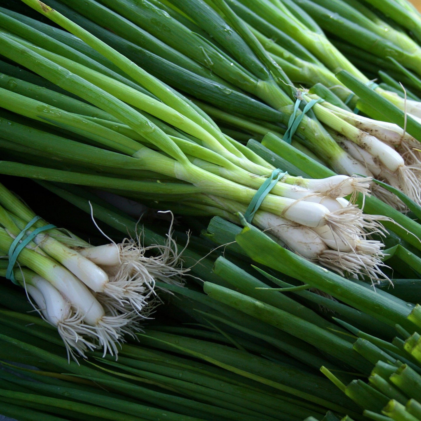 White Lisbon Spring Onion - 0.5 Gram