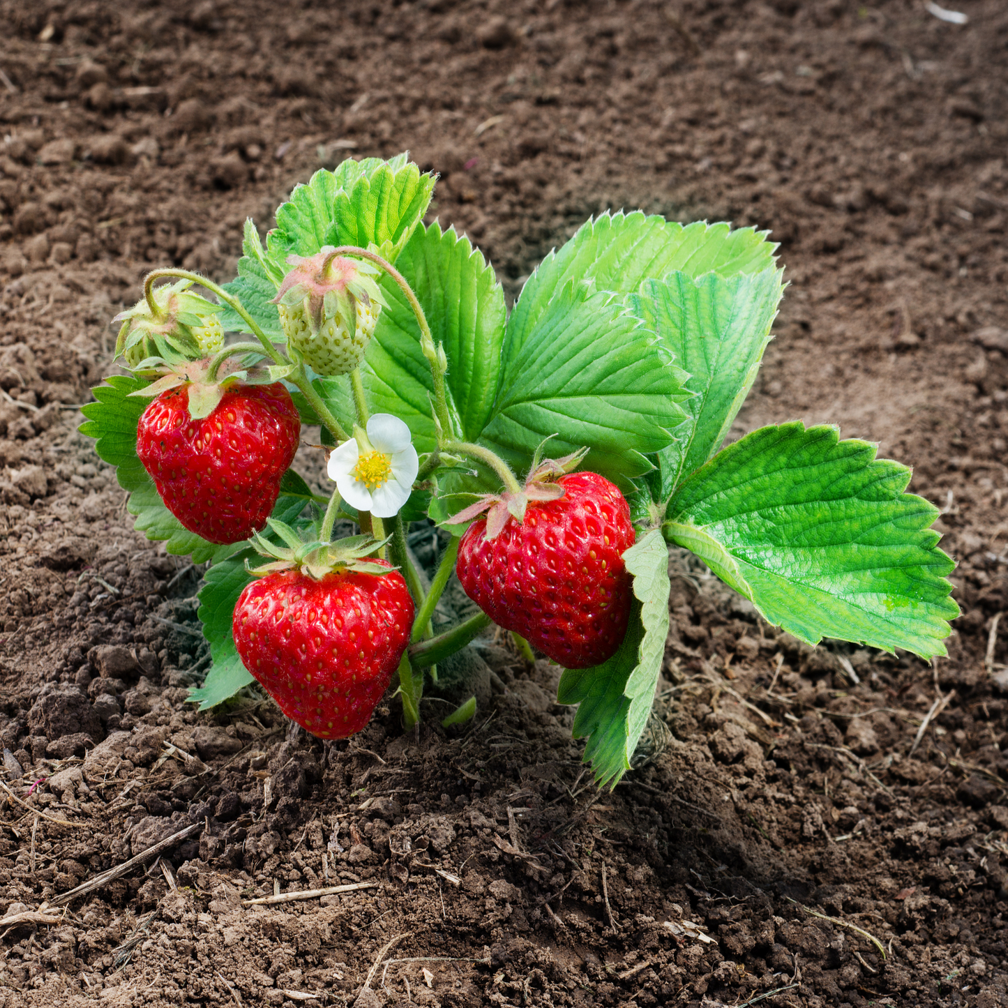 Strawberry Fresca - 5 Seeds