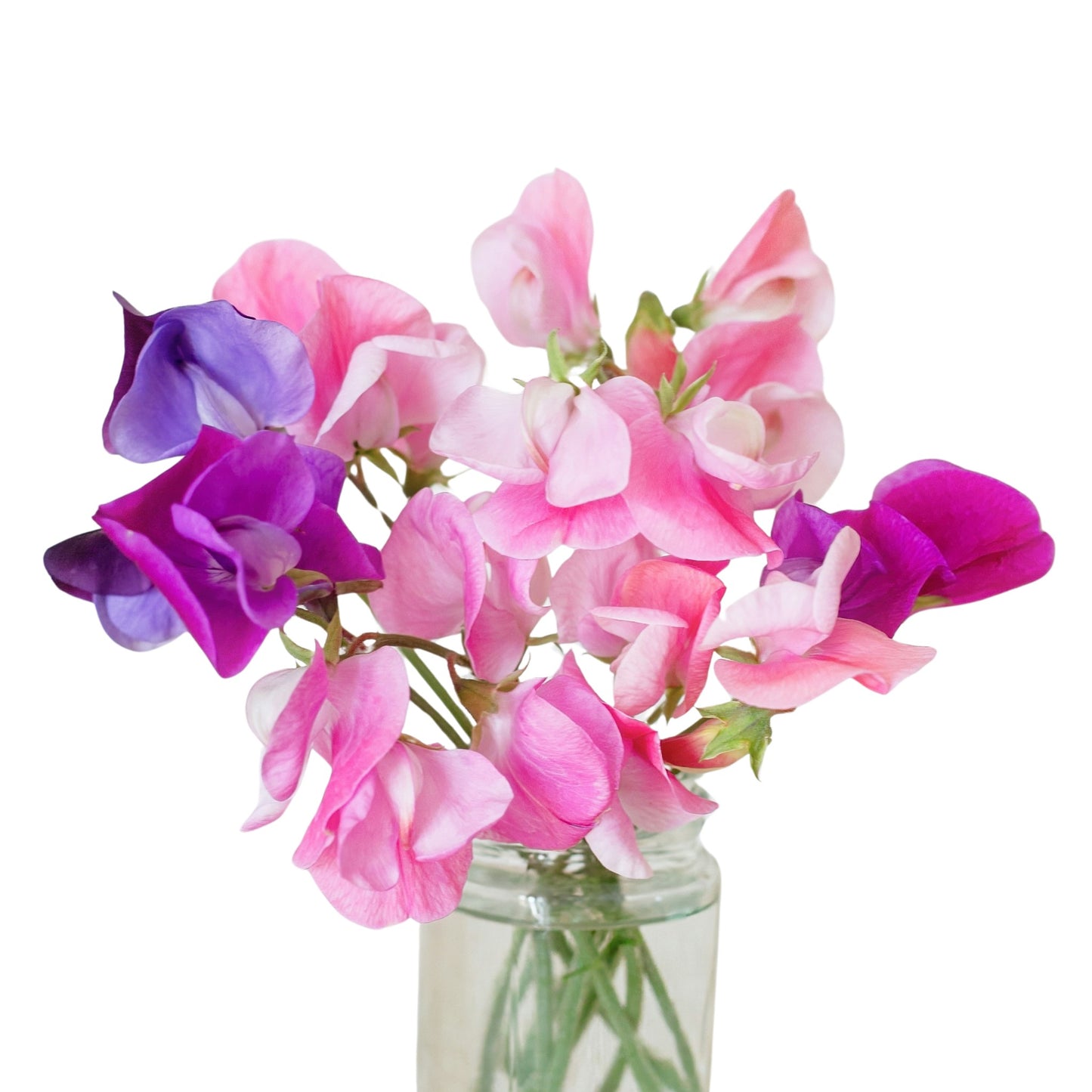 Sweetpea Cupid Mix - 5 Seeds