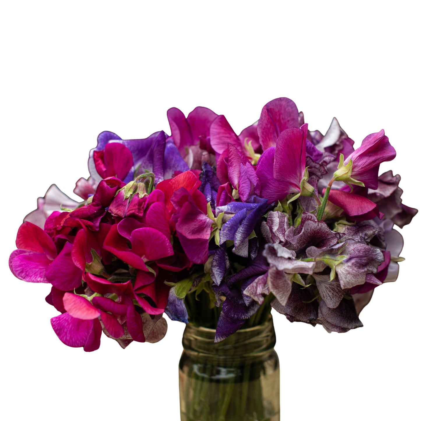 Sweetpea Old Spice Mix - 5 Seeds