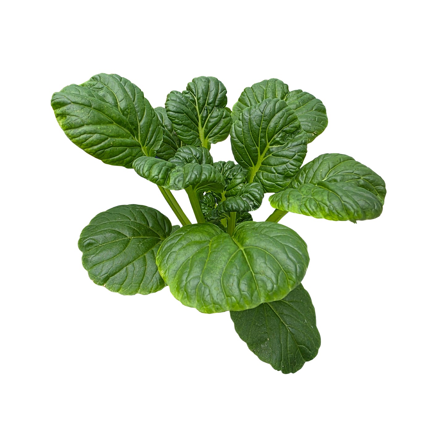 Tatsoi Mustard - 1 Gram