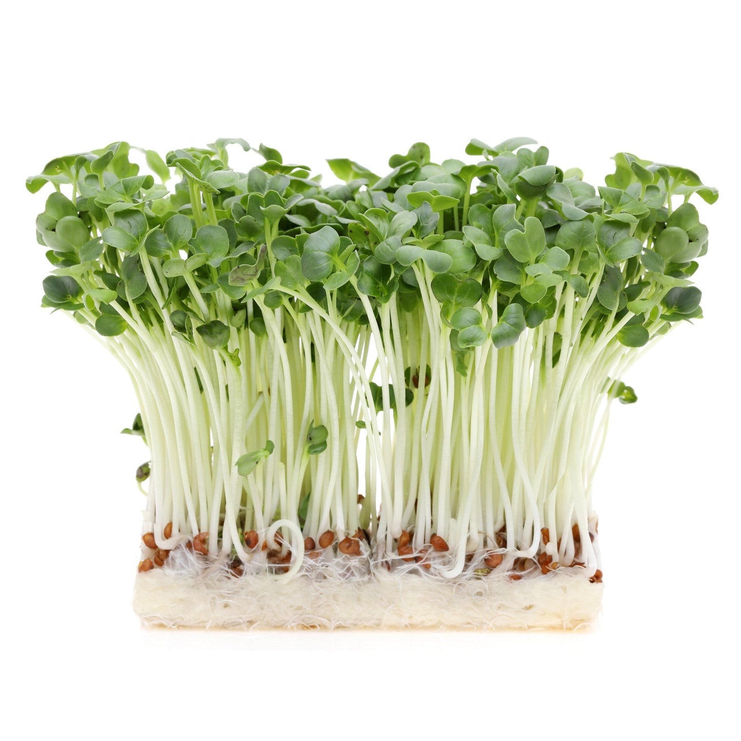 White Kohlrabi Microgreen Seeds - 100 Seeds