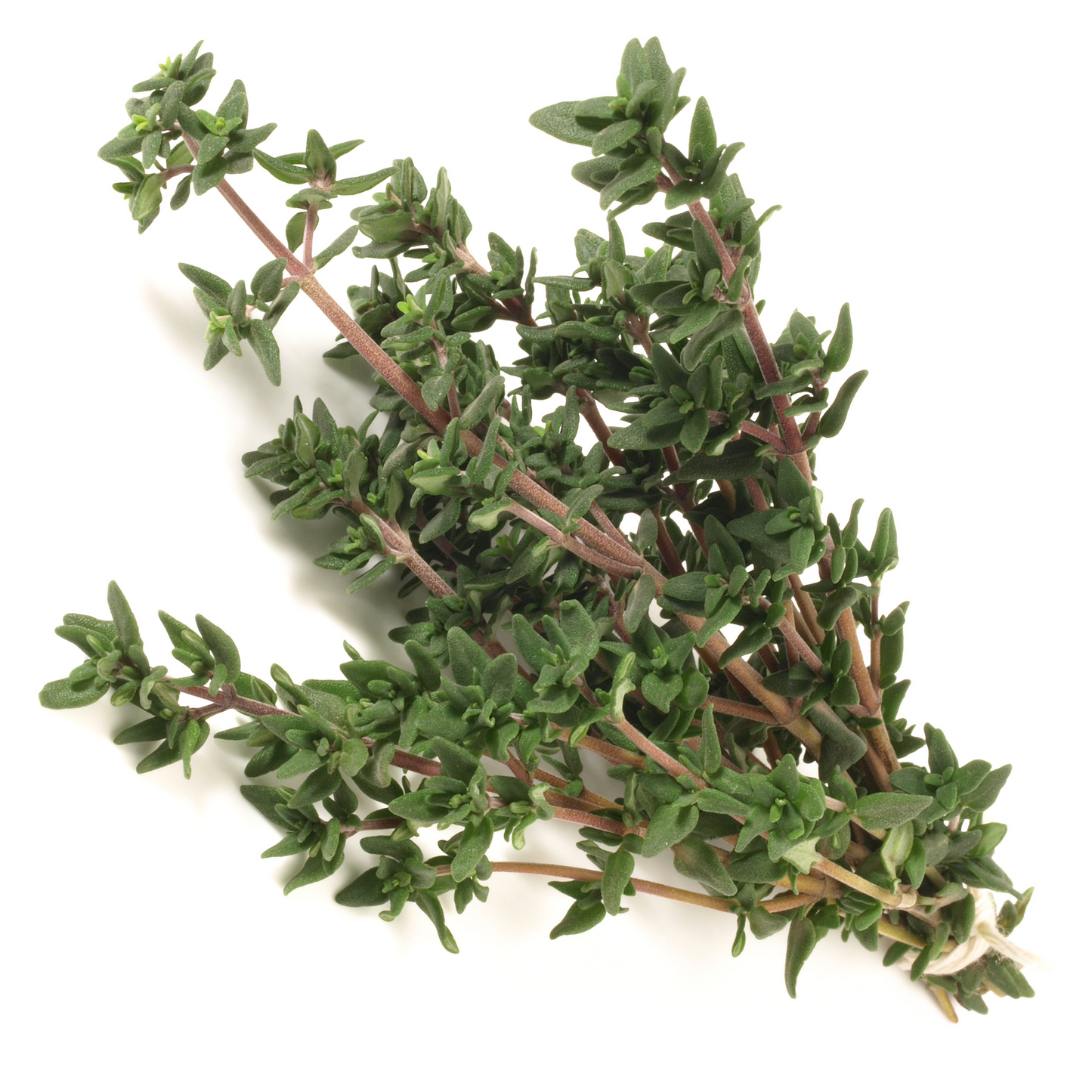 Winter Thyme - 0.1 Gram