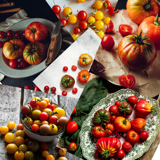 A South African Gardener’s Guide to Growing Tomatoes