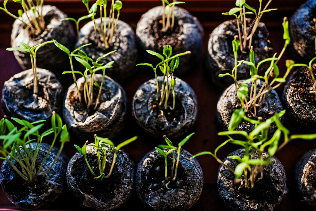 Unlock the Secrets to Perfect Seed Germination