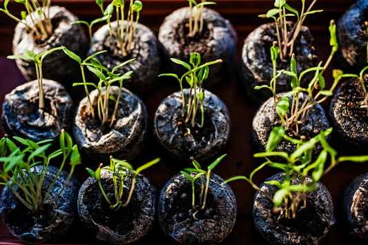 Unlock the Secrets to Perfect Seed Germination