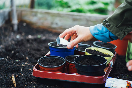 Seeds to sow in Autumn