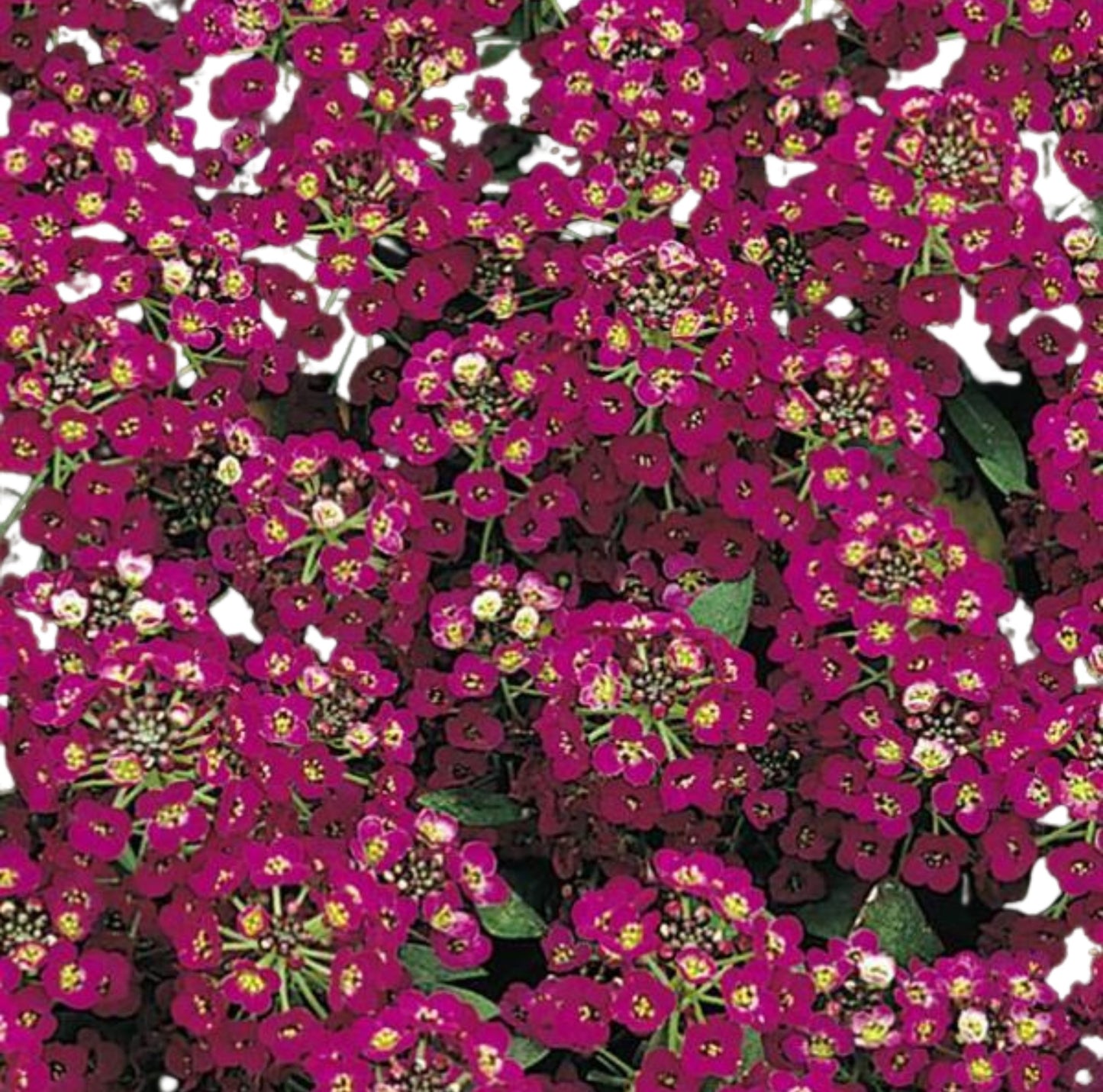 Alyssum Easter Bonnet Violet - 30 Seeds