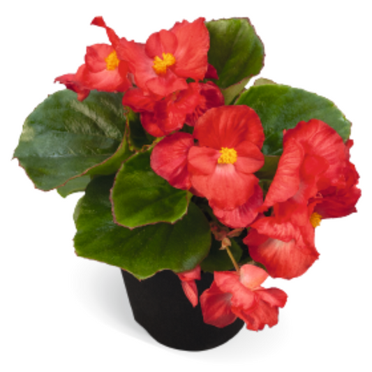 Begonia Sprint Plus Red - 10 Seed Pellets