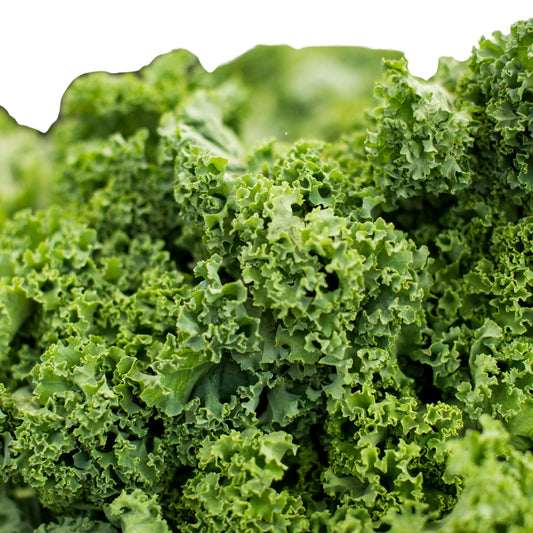 Lettuce Batavia - 5 seed pellets