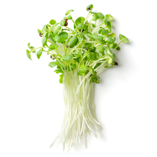 Black Mustard Microgreen Seeds - 10 Gram
