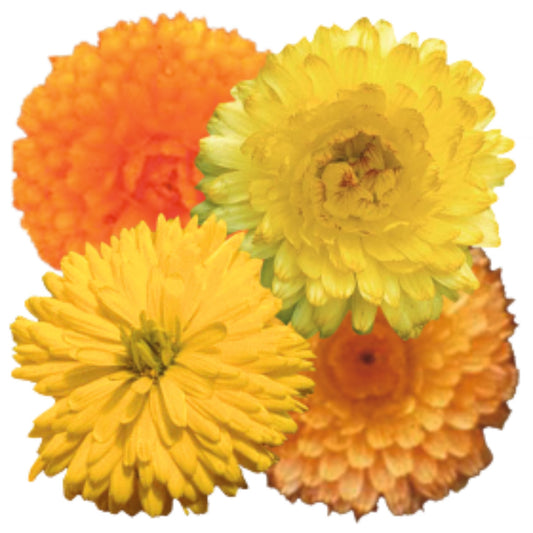 Calendula Bon Bon Mixed - 10 Seeds
