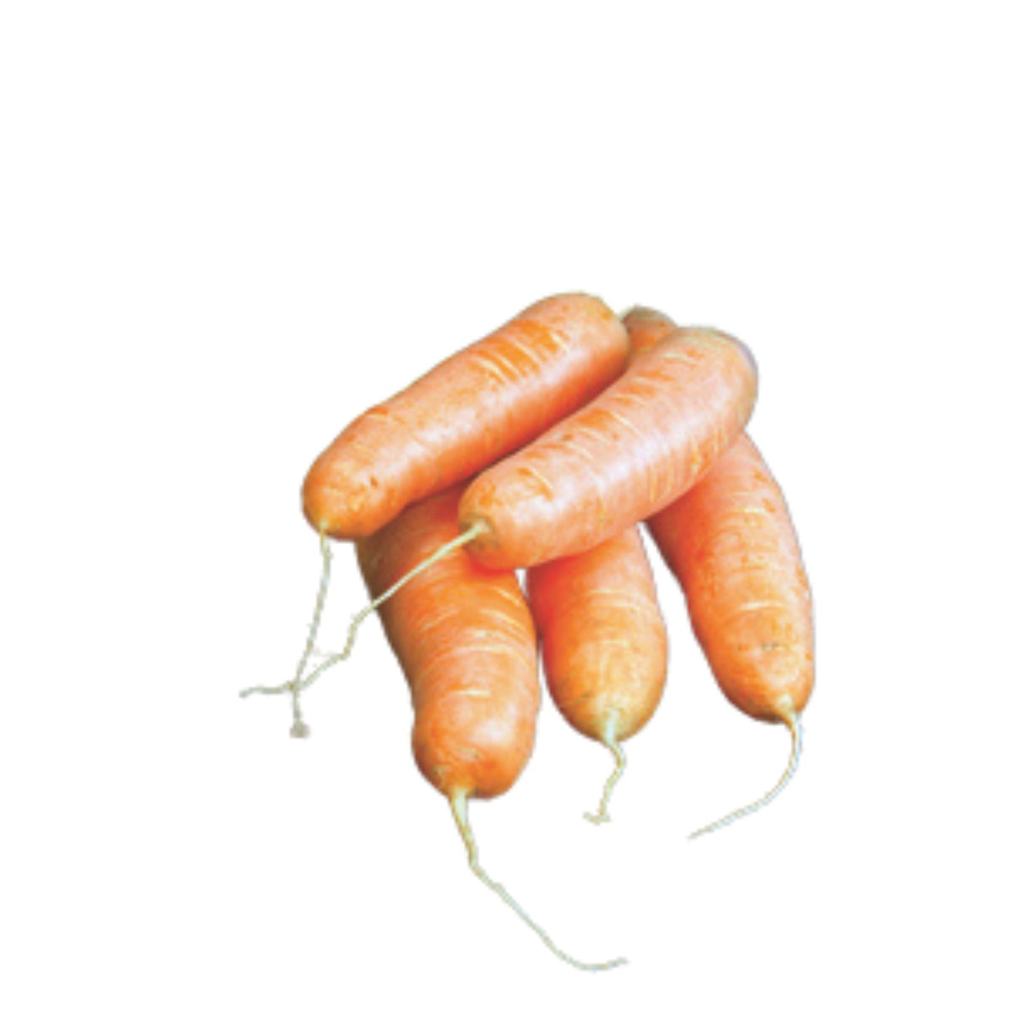Cape Market Carrot - 0.1 gram
