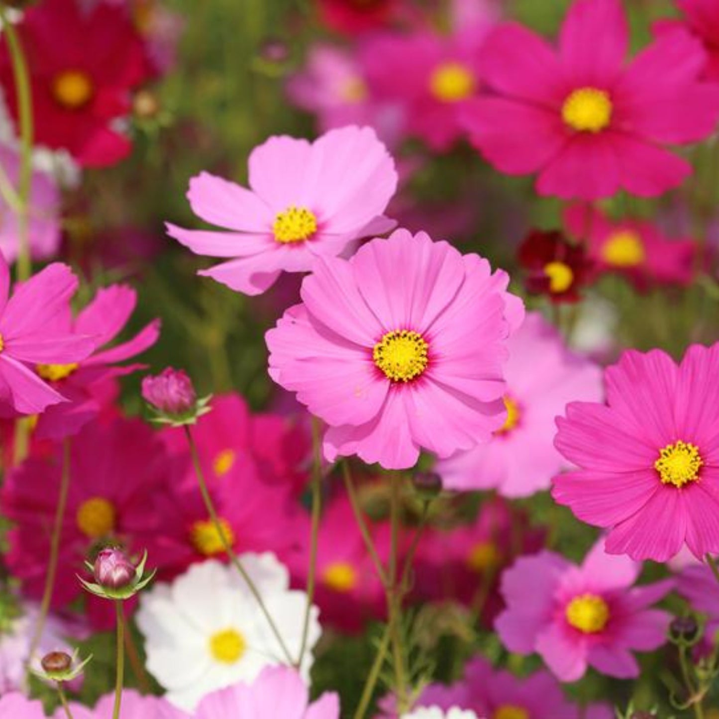 Cosmos Sensation Mix - 20 Seeds