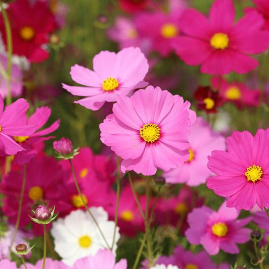 Cosmos Sensation Mix - 20 Seeds