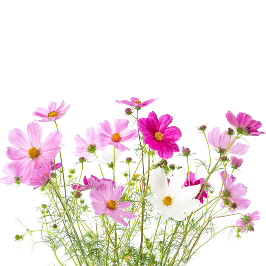 Cosmos Sensation Mix - 20 Seeds