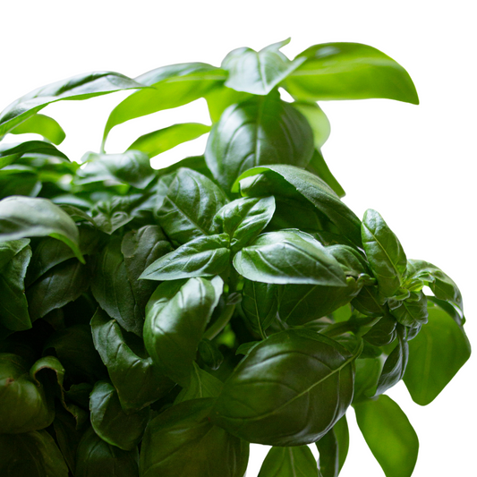 Basil Dolce Fresca - 40 seeds