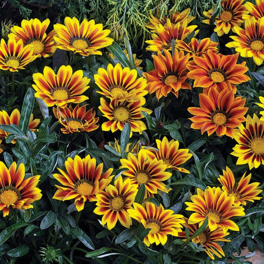Gazania Kiss Frosty Flame Mix - 5 Seeds