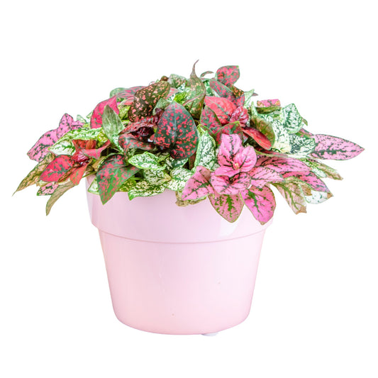 Hypoestes Splash Select Mix - 10 Seeds