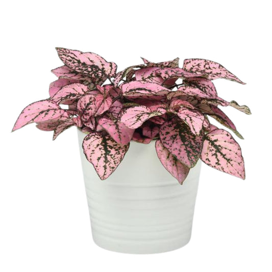 Hypoestes Splash Select Pink - 10 Seeds