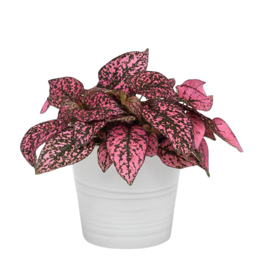 Hypoestes Splash Select Rose - 10 Seeds