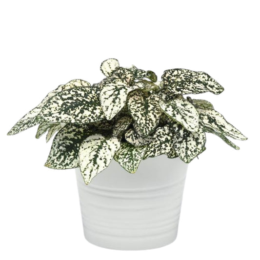Hypoestes Splash Select White - 10 Seeds
