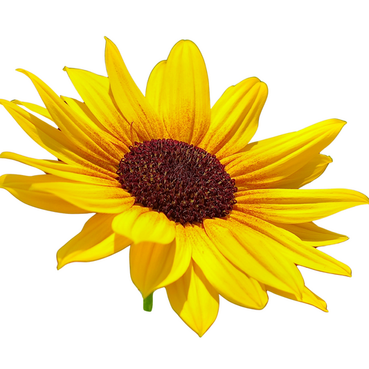 Helianthus Sunbuzz - 5 seeds