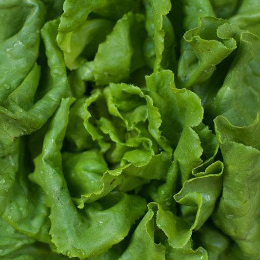 Large Oakleaf Lettuce - Green - 5 Seed Pellets