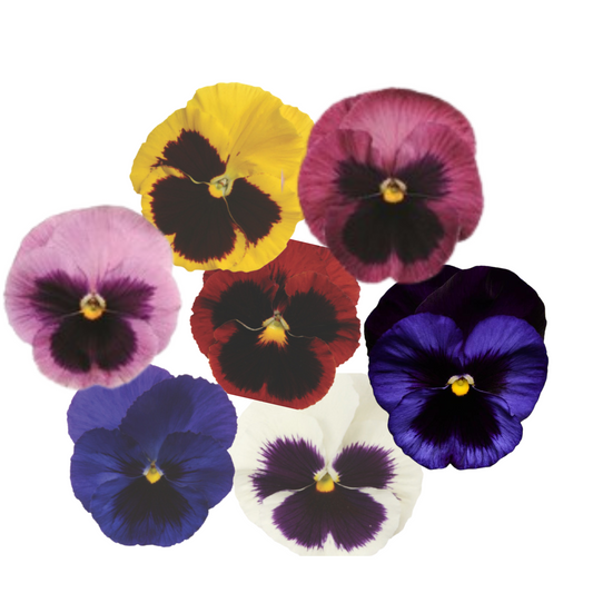 Pansy Punch Blotch Mix - 5 Seeds