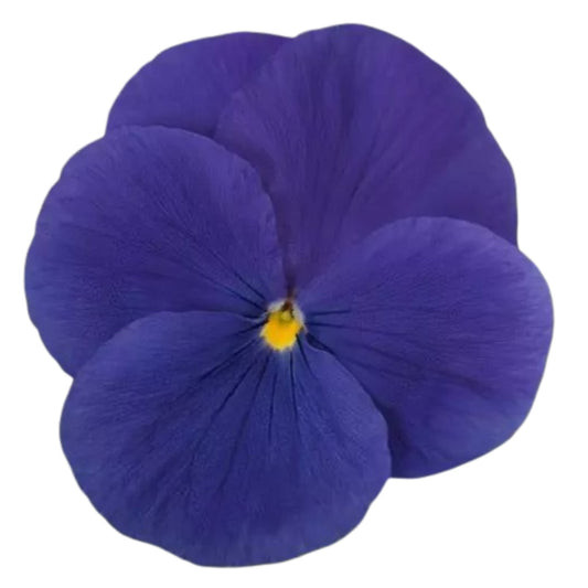 Pansy Punch True Blue - 5 Seeds