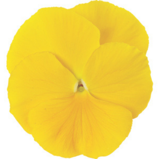 Pansy Punch Yellow - 5 Seeds