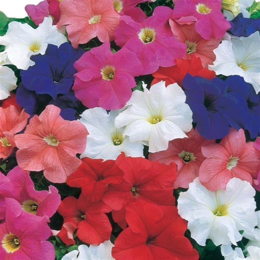 Petunia Dreams Mix - 5 Seed Pellets