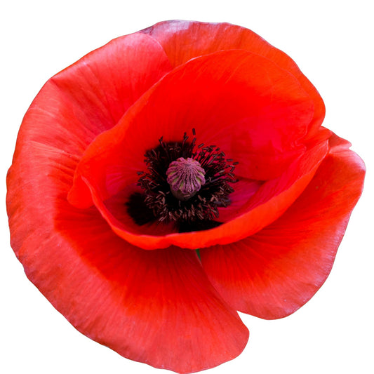 Poppy Flanders Single Red - 0.1 Gram