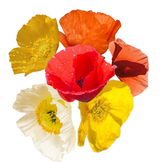 Poppy Artist Glory Mixed - 0.1 Gram