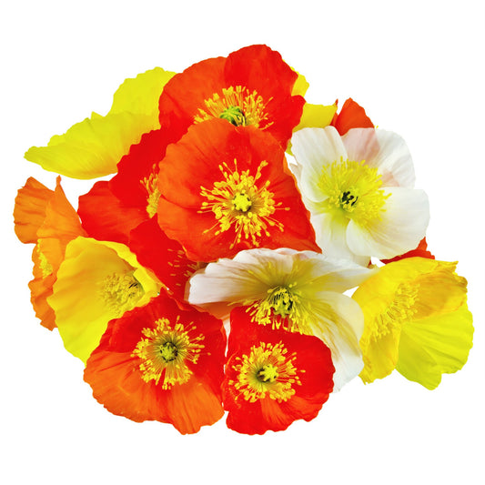 Poppy Artist Glory Mixed - 0.1 Gram