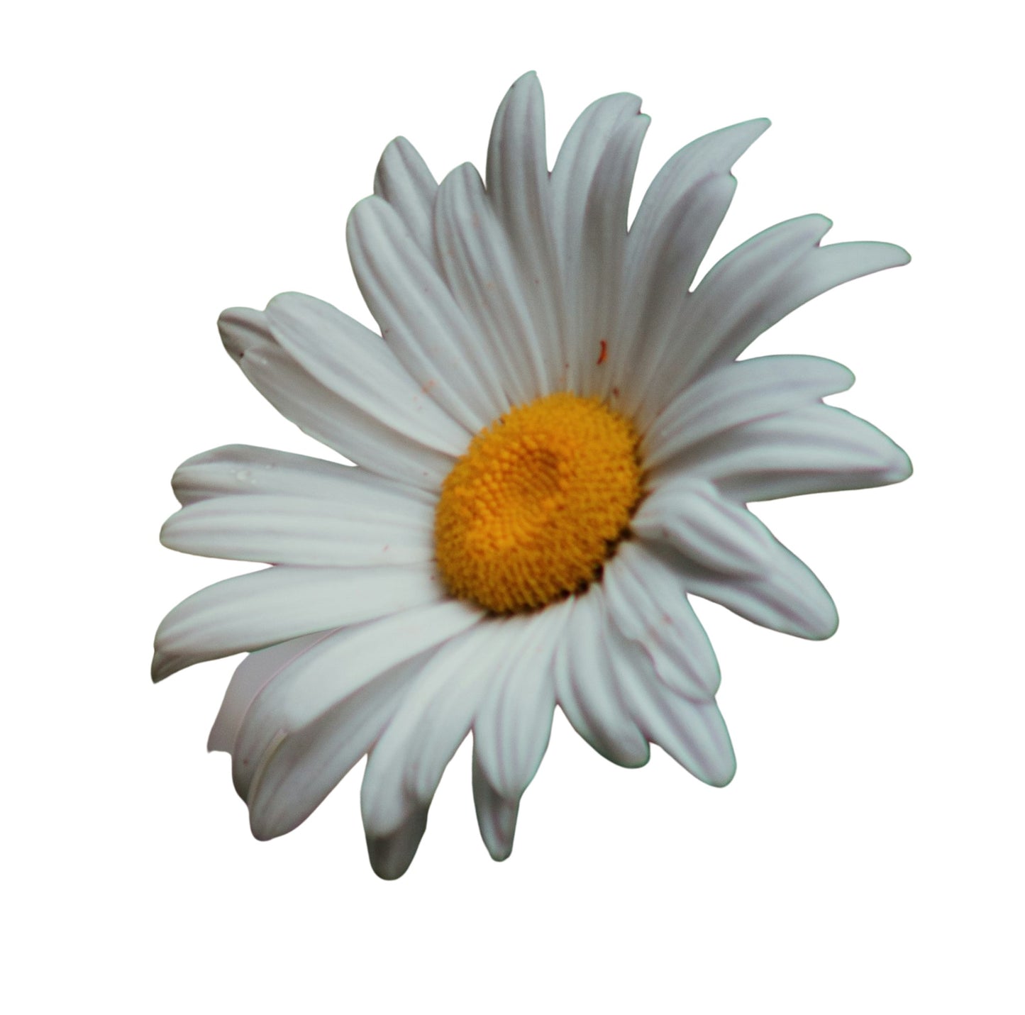 Shasta Daisy F1 Snow - 5 Seeds