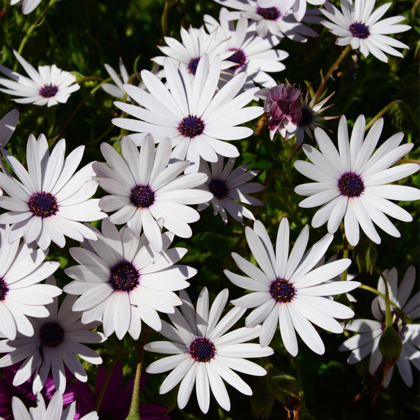 African Daisy Glistening White - 0.1 gram