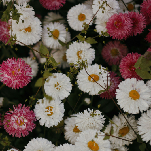 Bellis Habanera Own Mix - 10 Seed Pellets