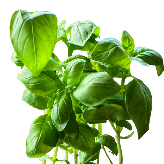 Basil Eleonora - 50 seeds