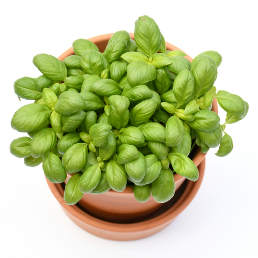 Basil Eleonora - 50 seeds
