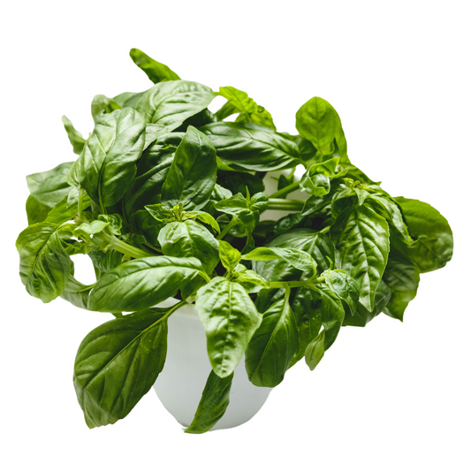 Basil Sweet Large Leaved - 0.2 gram