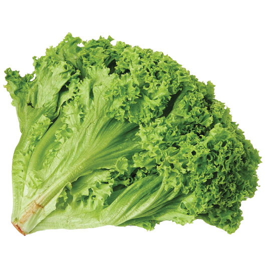 Lettuce Batavia - 5 seed pellets