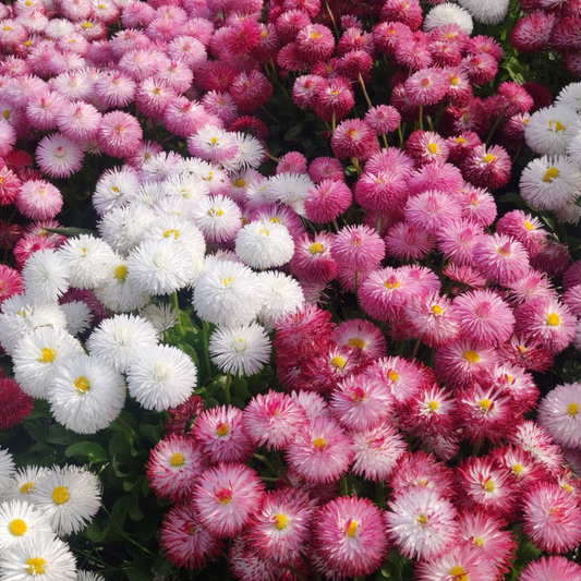 Bellis Habanera Own Mix - 10 Seed Pellets