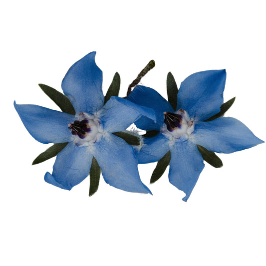 Borage Azure Blue - 1 Gram