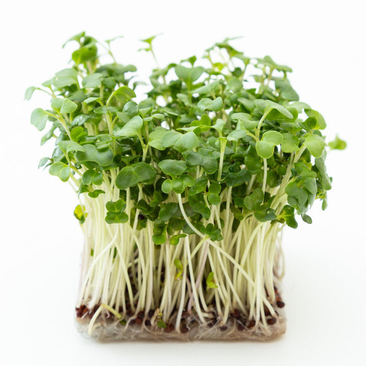 Green Calabrese Broccoli Microgreen Seeds - 100 seeds