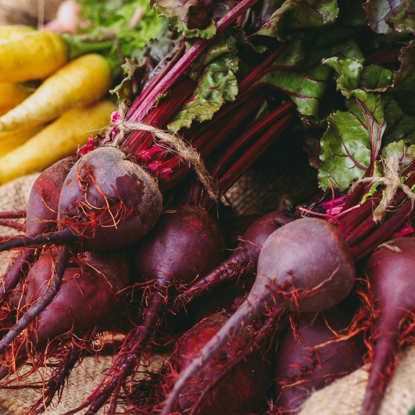 Bulls Blood Beetroot - 0.5 Gram